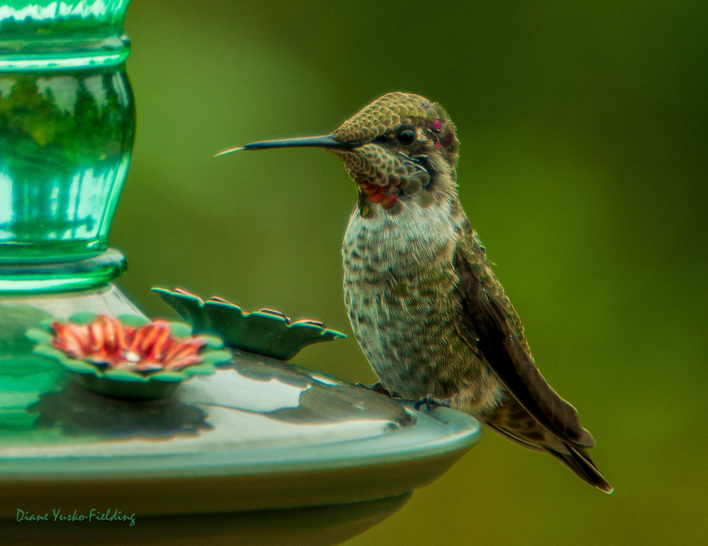Black Chinned Hummingbird Feeding