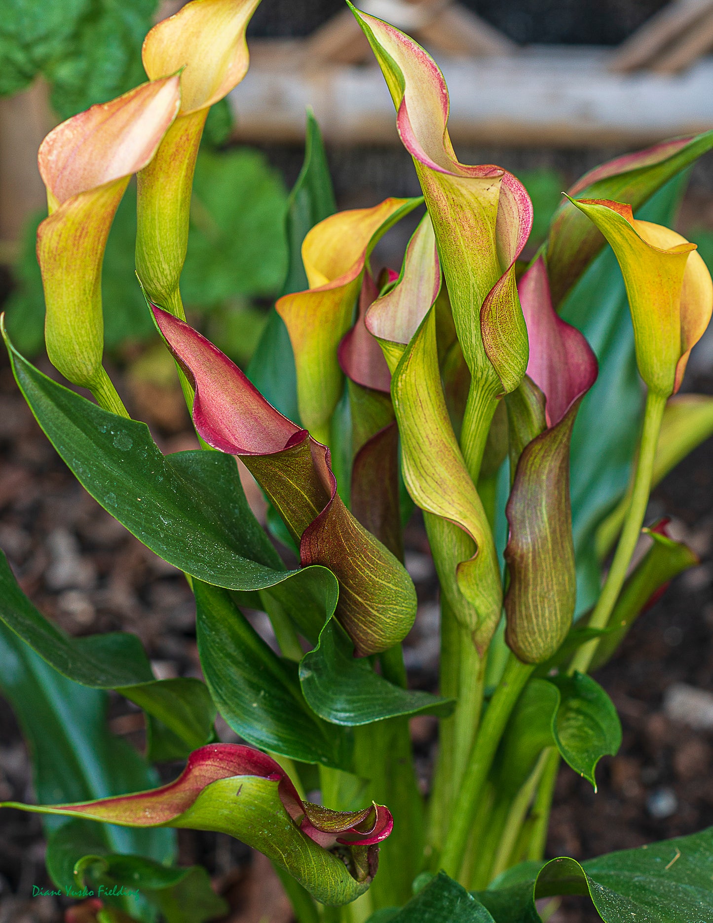 Calla Lilies