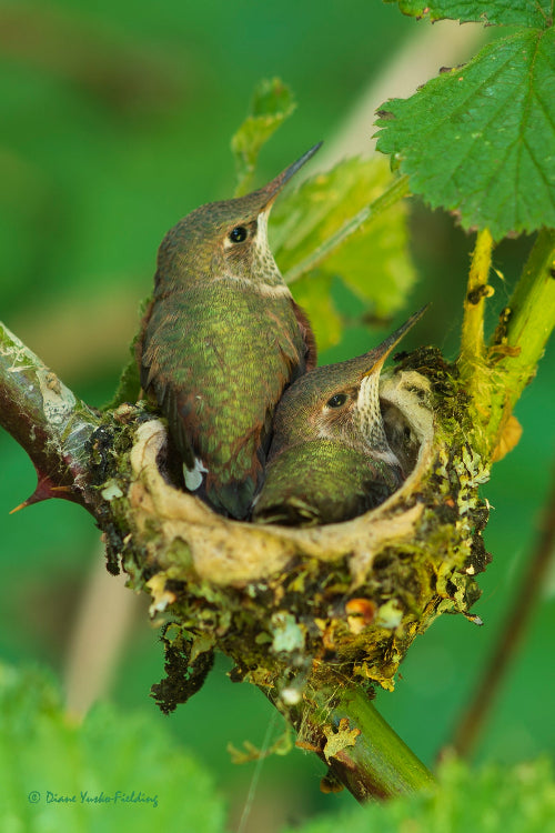 Two young hummingbirds in their nest, photograph by Quadra Island wildlife artist Diane Yusko Fielding.

