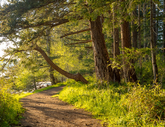 Pathway in Evening Light