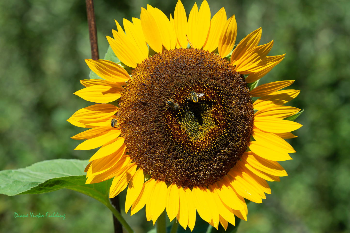 Sunflower & 3 Bees