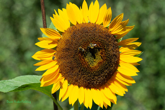 Sunflower & 3 Bees