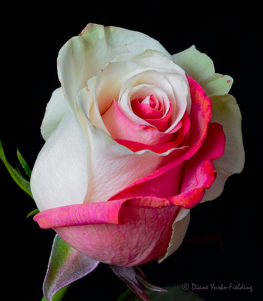 Sweet Rose in Winter