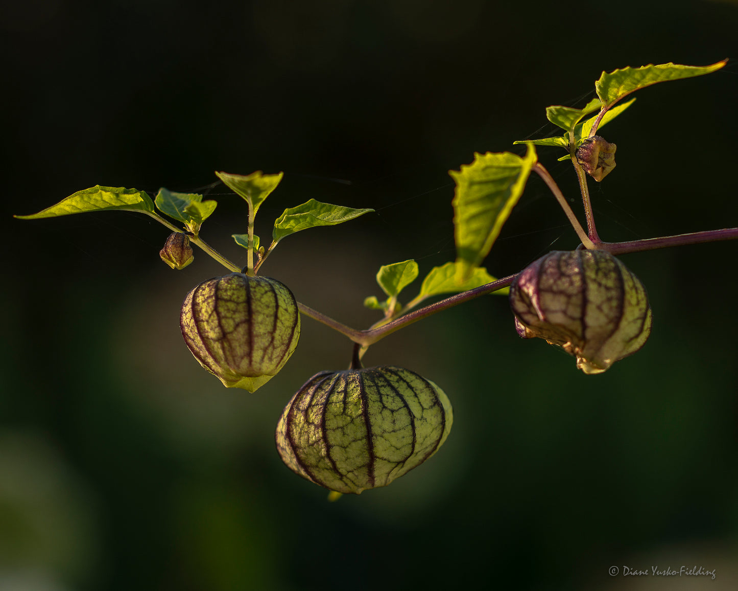 Tomatillos