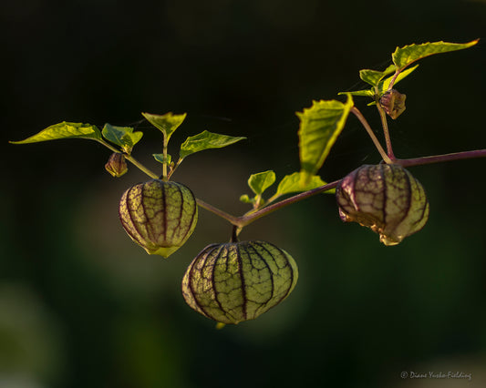 Tomatillos