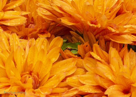 Tree Frog in Chrysanthemum Flower