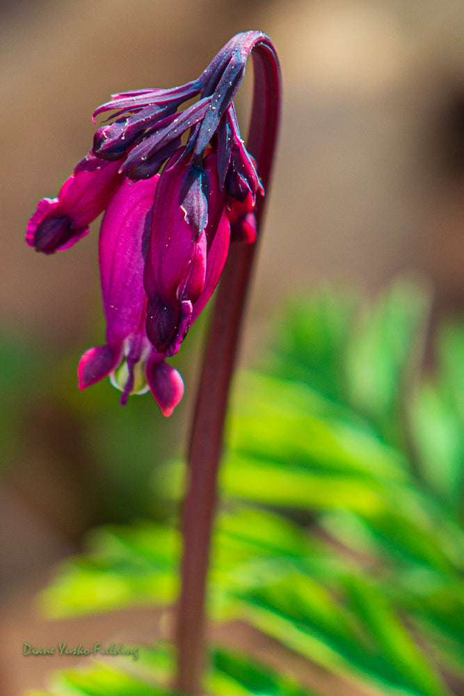 Western Bleeding Heart